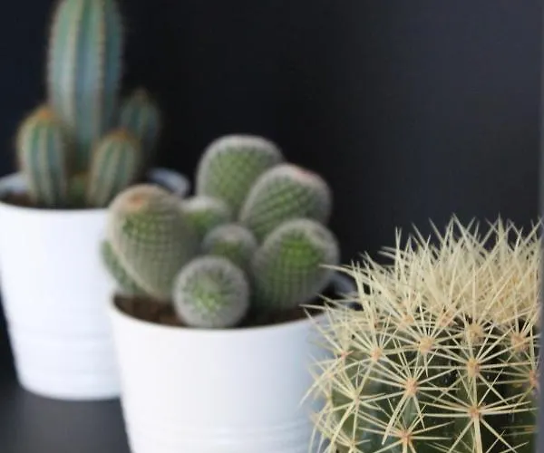 Maison Caju - Bed & Breakfast